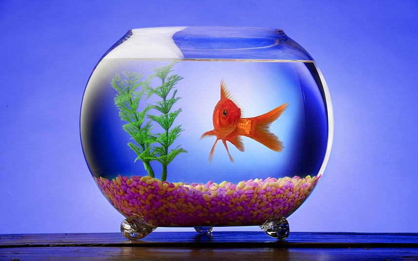 goldfish_2534214k[1]